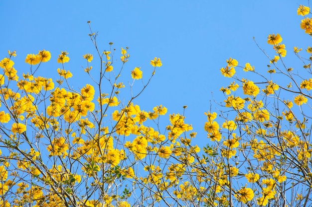 Taiwan lente bloeiseizoen straatbomen bloeiende Suzuki-chrysant