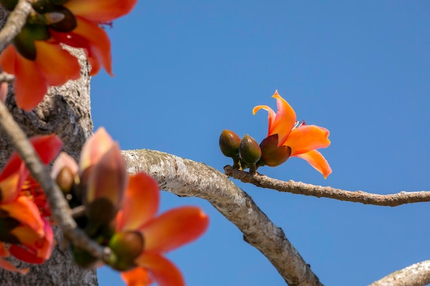 Taiwan lente kapok seizoen bloeiende kapok