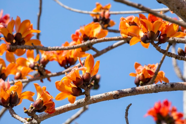 Taiwan lente kapok seizoen bloeiende kapok