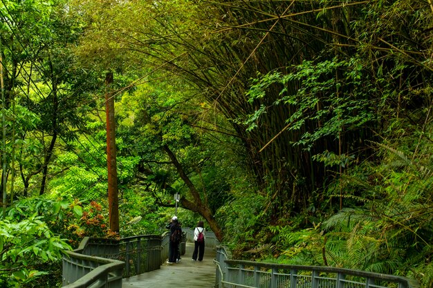 Taiwan New Taipei City Shifenliao Waterfall park forest trail