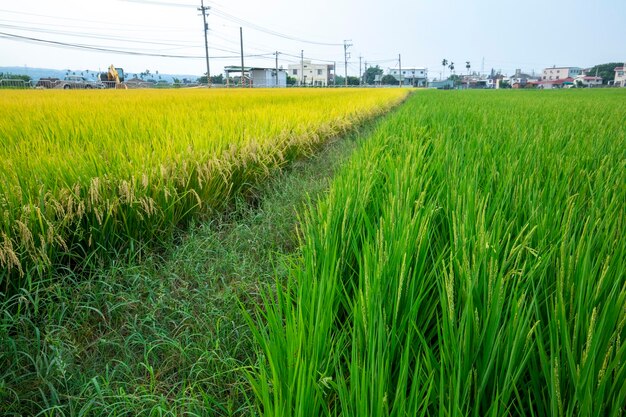 Taiwan, south, countryside, blue sky and white clouds, green, rice fields