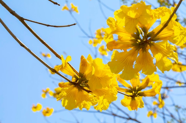 Taiwan spring flowering season street trees blooming Suzuki chrysanthemum