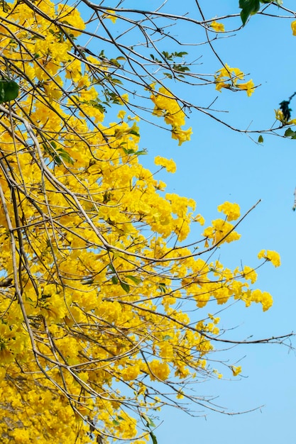 台湾 春の開花時期 街路樹に咲く鈴木菊