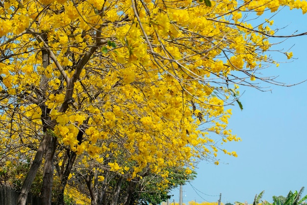 台湾 春の開花時期 街路樹に咲く鈴木菊