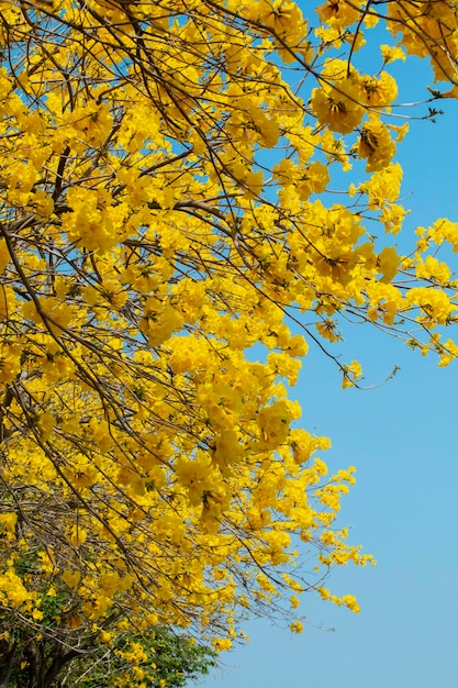 Taiwan spring flowering season street trees blooming Suzuki chrysanthemum