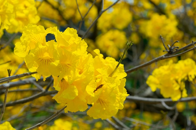 Taiwan spring flowering season street trees blooming Suzuki chrysanthemum