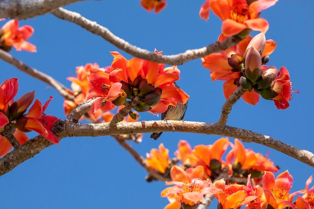 Taiwan spring kapok season blooming kapok