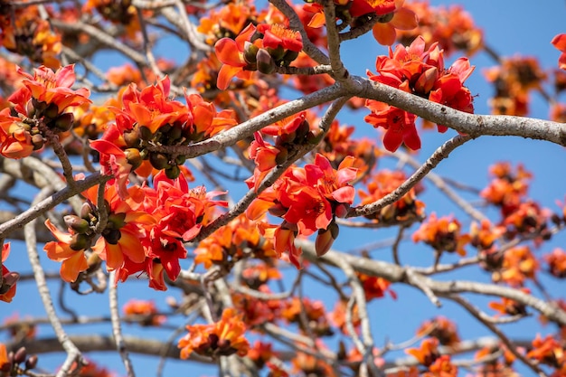 Taiwan spring kapok season blooming kapok