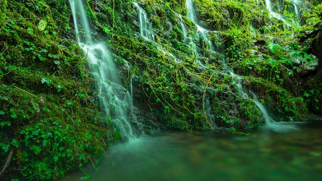 Taiwan taiping mountain jianqing old road, acqua di sorgente di montagna accanto al sentiero della foresta