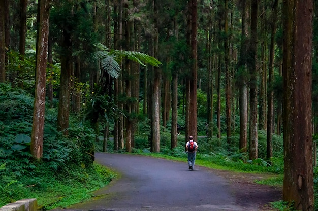 Taiwan Xitou forest protected area forest trail