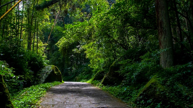 Sentiero forestale dell'area protetta della foresta di taiwan xitou