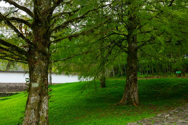 Taiwan yilan county foreste laghi di montagna stagni luminosi verdeggianti boschi verde muschio