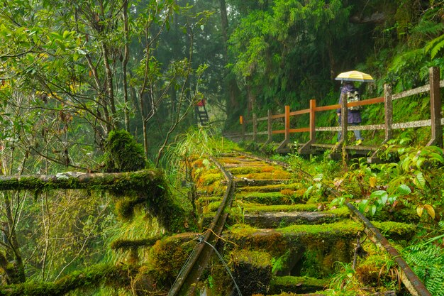 Taiwan, Yilan County, Taiping Mountain, Jianqing Old Road, beroemde, toeristische attractie;