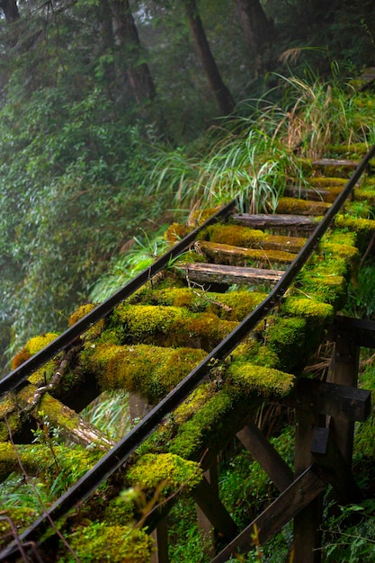 Taiwan, Yilan County, Taiping Mountain, Jianqing Old Road, famous, tourist attraction