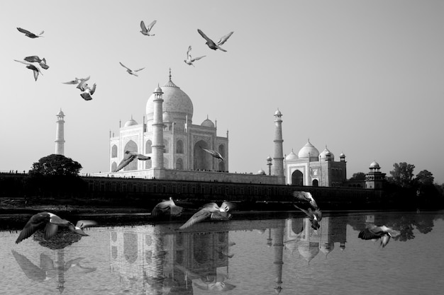 Taj Mahal reflected in Yamuna River view with bird flying across.