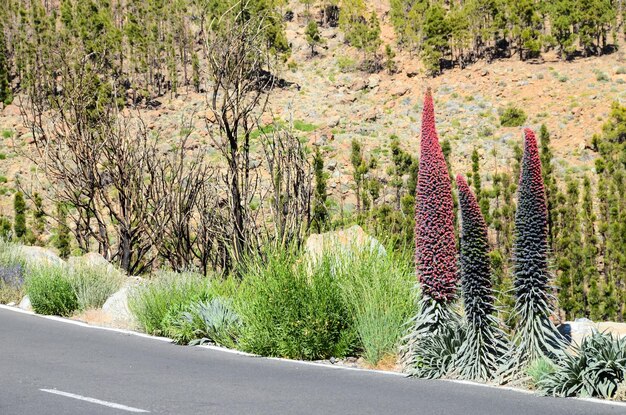 Photo tajinaste flower of tenerife island