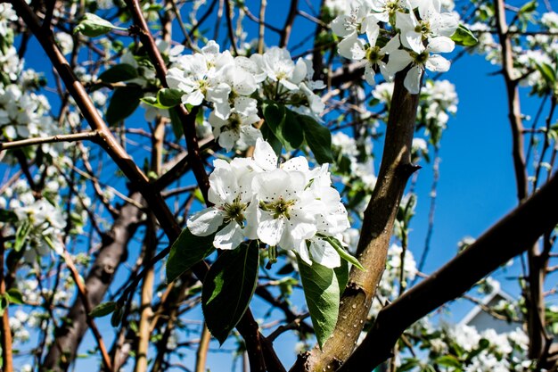 Foto tak appel perenboom bloem