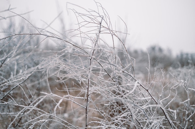 Tak bedekt met ijskoude vorst in de winter.