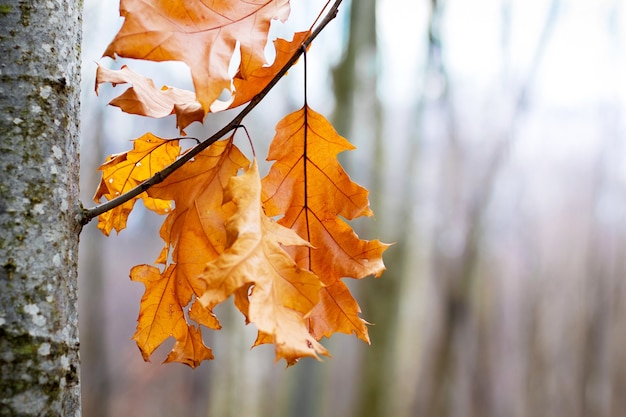 Tak eik met droge bruine bladeren in het bos