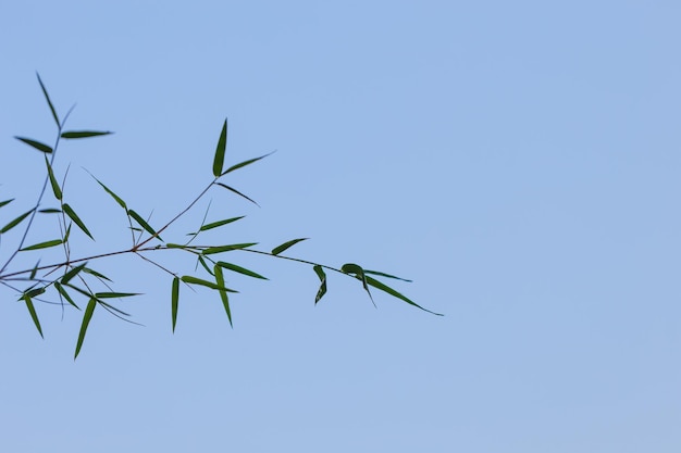 Foto tak in de blauwe lucht