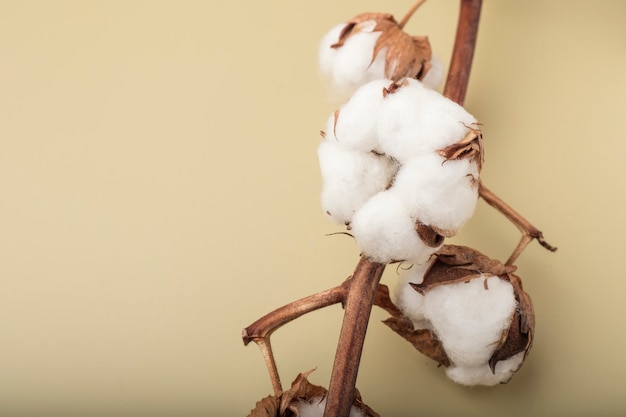 Tak katoen bloemen op een gekleurde achtergrond. Kopieer ruimte