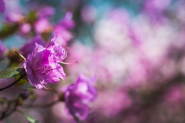 Tak met azalea's bloemen tegen de achtergrond van roze wazige kleuren en blauwe lucht