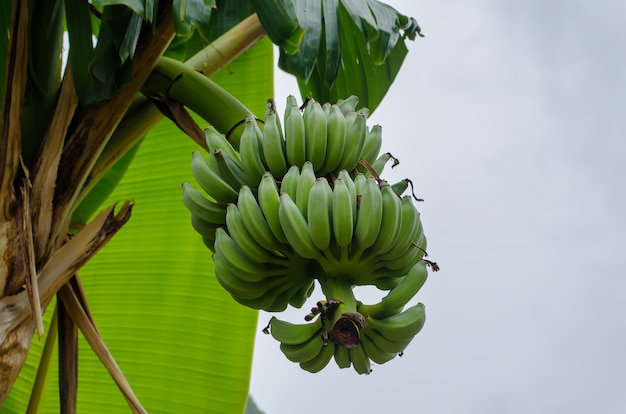 Tak met bananen