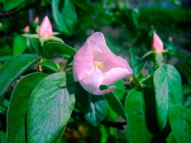 Tak met bloemen in gebladerte foto