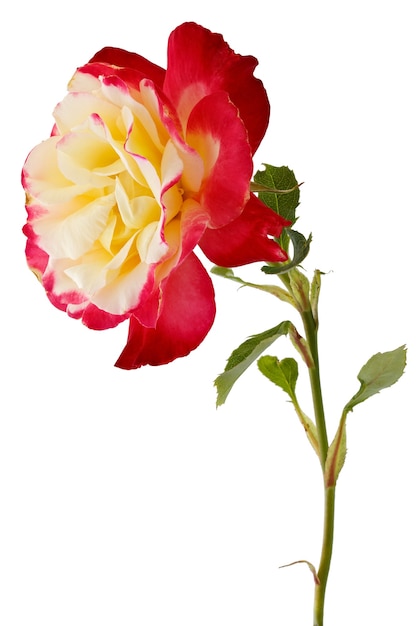 Tak met bud bloeiende roze bloem geïsoleerd op een witte ondergrond