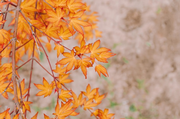 Foto tak met fel oranje herfstbladeren. herfst concept.