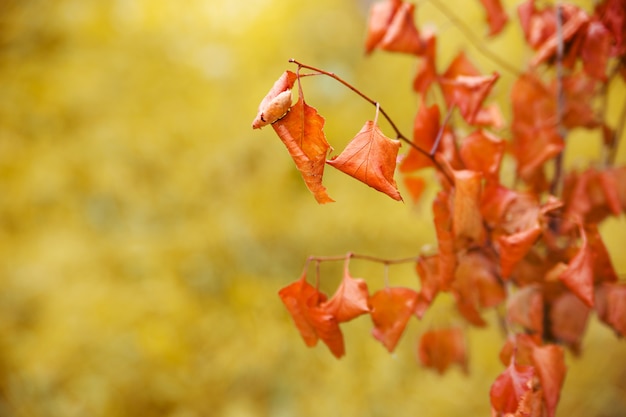 Tak met gedroogde bladeren op gele herfst achtergrond. Zachte focus.