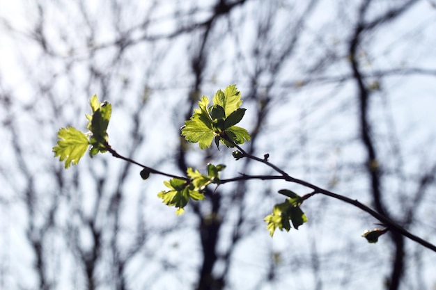 Tak met groen blad Jong blad aan een boom