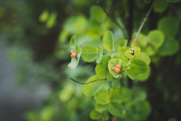 Tak met groene bladeren en kleine roze besjes 7033