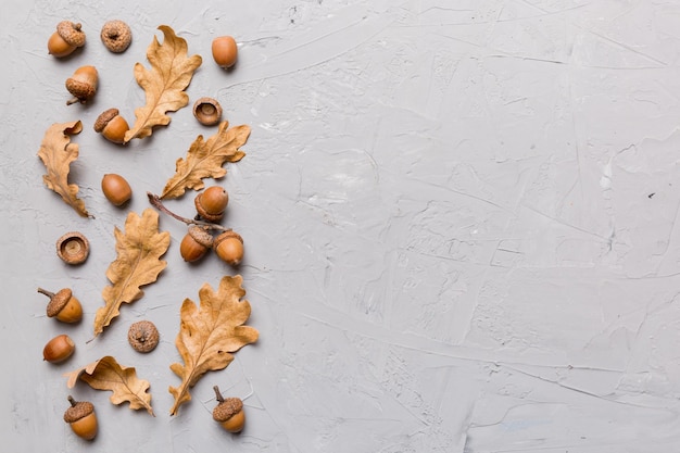 Tak met groene eikenbladeren en eikels op gekleurde achtergrond close-up bovenaanzicht