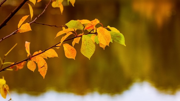 Tak met herfstbladeren over de rivier, die de bomen weerspiegelt