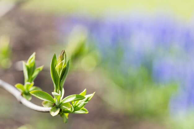 Tak met jonge groene bladeren in de lente. Selectieve aandacht, kopie ruimte