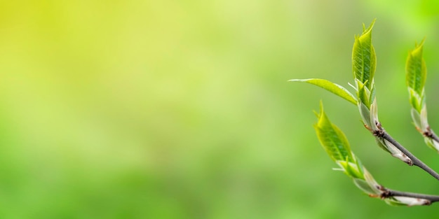 Tak met kleine groene bladeren op onscherpe achtergrond met zonlicht Lente