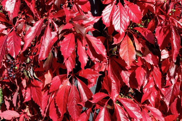 Tak met kleurrijke herfstbladeren Takken van herfstbomen