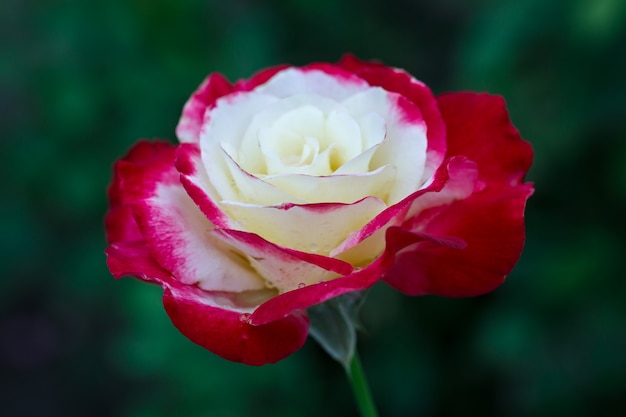 Foto tak met knop bloeiende rozen, bloem in de tuin