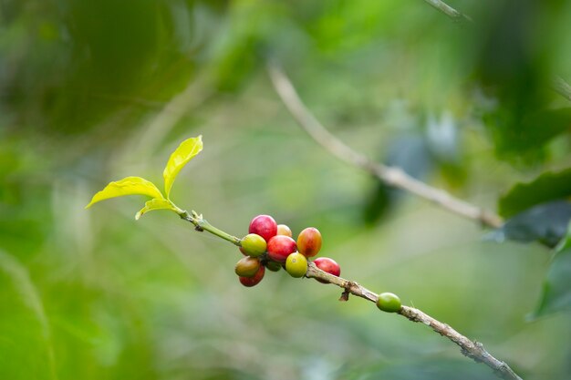 tak met koffiebonen in Colombia