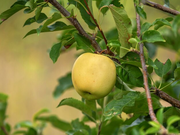 Tak met mooie natuurlijke appel aan de boom