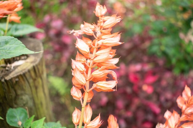 Tak met oranjebloesems zwaaiend in de wind op een koele middag