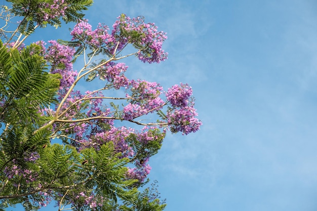 Tak met paarse bloemen van jacaranda mimosifolia tegen blauwe hemelachtergrond