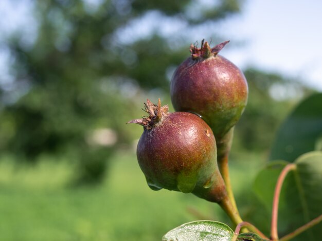 Tak met peren in de zomertuin.