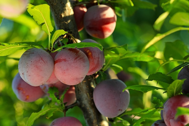 Tak met rijpe pruimen in de tuin op zonnige dag