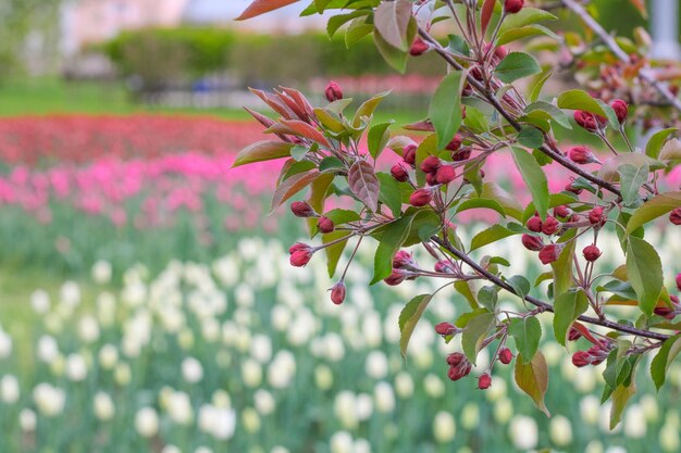 Tak met rode bloemen op de achtergrond van het park