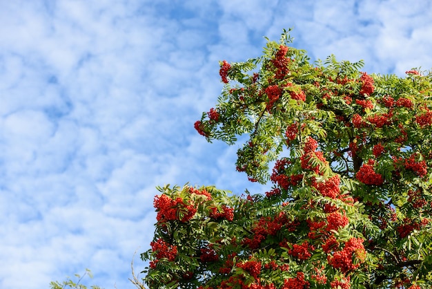 Tak met rode herfstbessen Rowan Natuurlijke herfstachtergrond