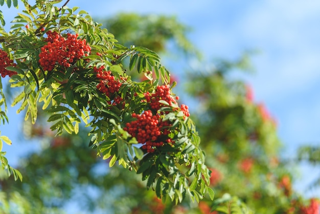 Tak met rode herfstbessen Rowan Natuurlijke herfstachtergrond