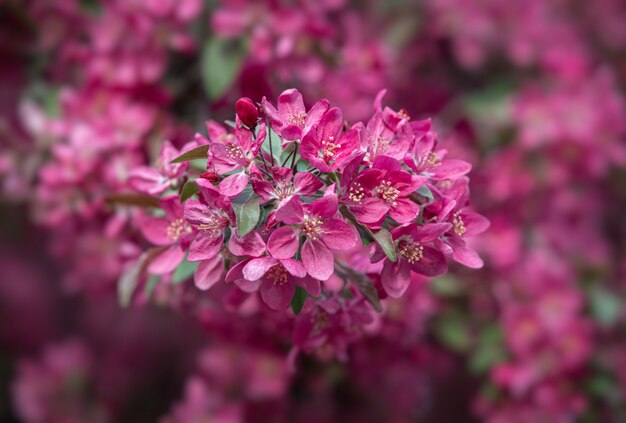 Tak met roze appelbloemen