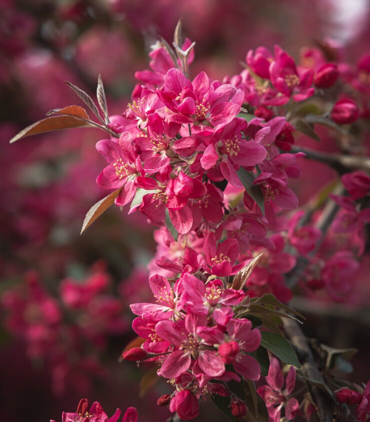 Foto tak met roze appelbloemen